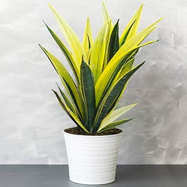 Sansevieria Llama Dorada en Maceta 30-40cm | Venta de Plantas para el Hogar o la Oficina