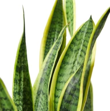 Sansevieria Trifasciata Laurentii | DECOALIVE | Planta de Interior Natural | Lengua de Suegra Planta Espada