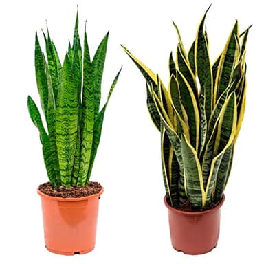 Sanseviera - Lengua de suegra Y Lengua de tigre - Planta natural para casa u oficina - Planta de interior de decoración (Pack 2 Lengua de tigre y de Suegra) SP22