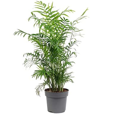 Palmera de salón - planta de interior fácil de cuidar, Chamaedorea elegans - altura aprox. 70 cm, diámetro de la maceta 17 cm