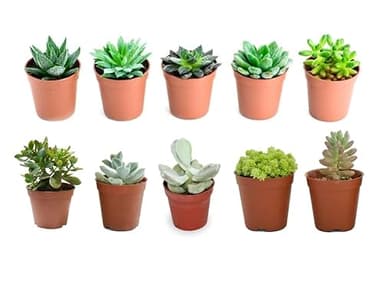 Verdecora Pack de Cactus o Crasas | Cactus y suculentas Planta natural viva de interior en maceta de Ø5cm | Plantas pequeñas y fáciles de cuidar | Envío de surtido variado (10 Crasas/Suculentas)