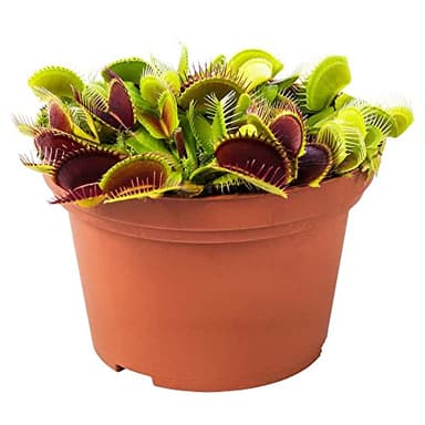 Verdecora Dionaea Muscipula - Venus atrapamoscas - Planta carnivora de interior en maceta de Ø13cm