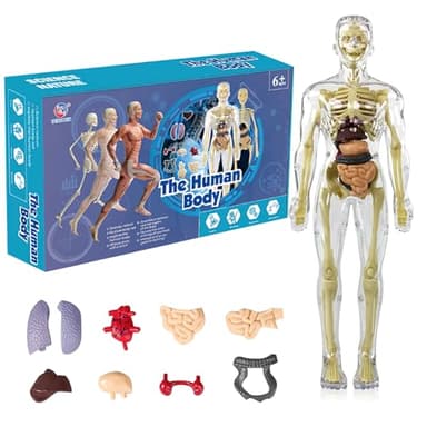 BRISKORE Modelo de torso de cuerpo humano 3D para niños, modelo de anatomía cuerpo humano, modelo de anatomía esqueleto, modelo de enseñanza cuerpo humano, modelo de esqueleto humano