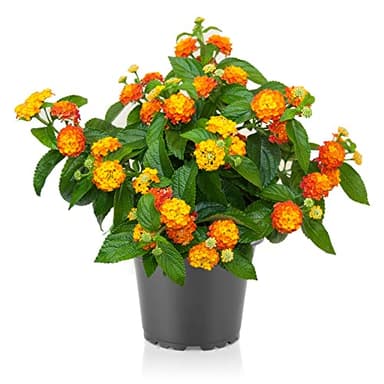 Lantana Natural Planta Resistente de Exterior Fácil de Cuidar