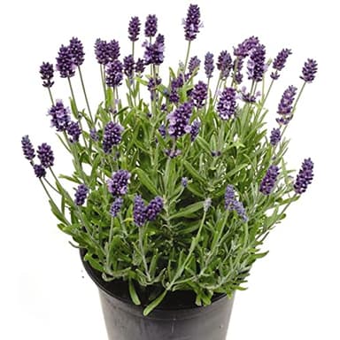 DECOALIVE Lavanda Planta Natural con Flor para Terraza y Jardín