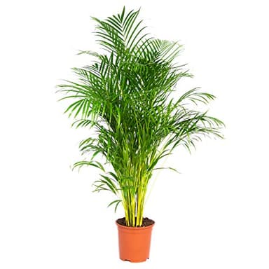 Dypsis Lutescens - Palma Areca - Plantas Naturales Interior - Fácil de Mantener - ⌀24 cm - 140-150 cm