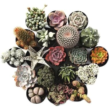 Cactus y Suculentas | DECOALIVE | Pack de 5 Plantas Diferentes | Plantas Crasas Naturales