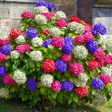 Hortensia Tricolor, planta de jardín vibrante en maceta, ideal para exteriores.